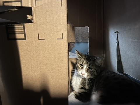 Picture of a cat in a cardboard box