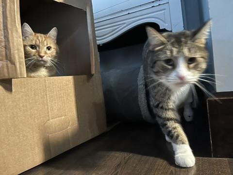 Picture of two cats in/around a cardboard box