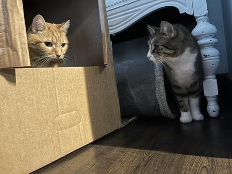 Picture of two cats in/around a cardboard box