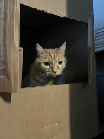 Picture of a cat in a cardboard box