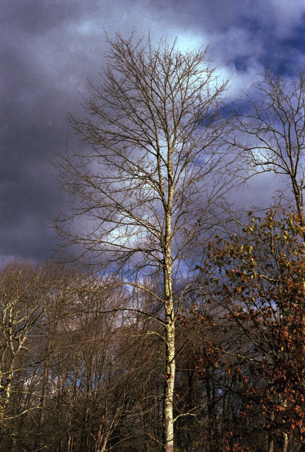A barrent tree lit by late afternoon light