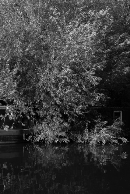 Monochrome photo of a tree with boughs heavily weighted by many slim leaves, brighter where they're turned by the wind, bowing down to the surface of a canal. Two narrowboats emerge from the branches at either side.