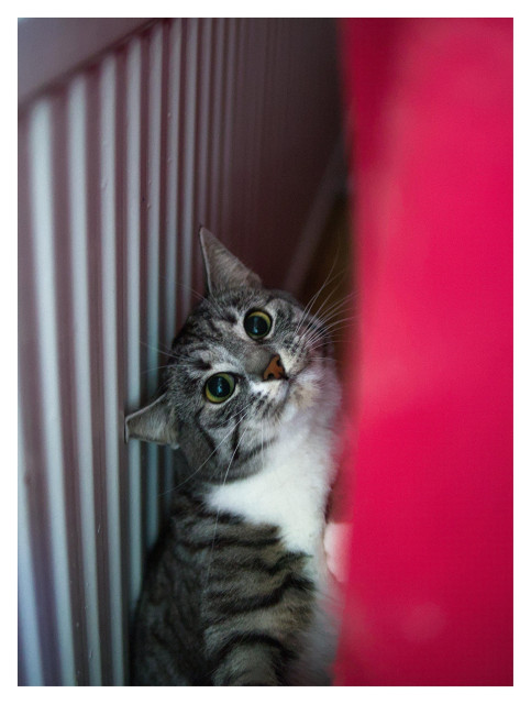 En stående bild på katten Sonja som sitter mellan soffa och element, väldigt exalterad.