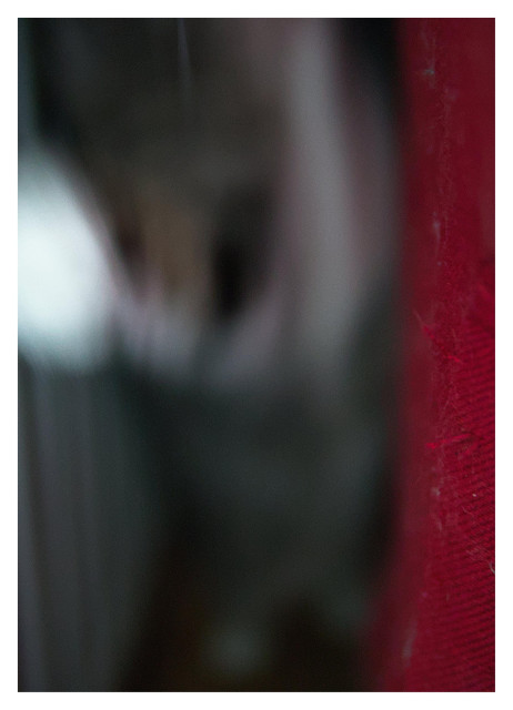 En stående bild på katten Sonja som hoppar mot kameran. Allt är suddigt.