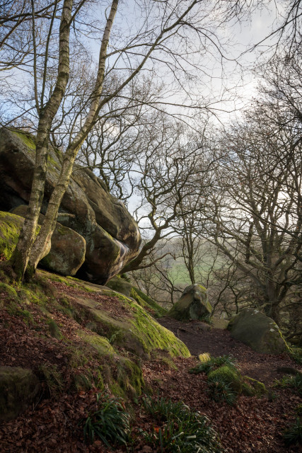 Bare, wintry silver birch trees and others emerging from large, weathered stone boulders partially covered with green moss - with diffuse evening light, dry fallen leaves upon the ground and the sparse woodlands partly obscuring a hazy blue sky and distant fields. Derbyshire, January 2020.