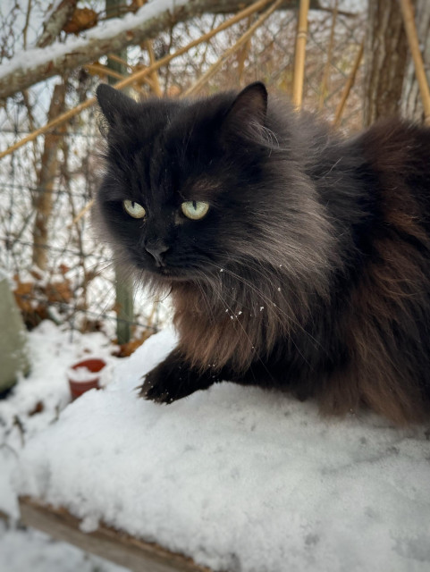 En svart långhårig katt i snö