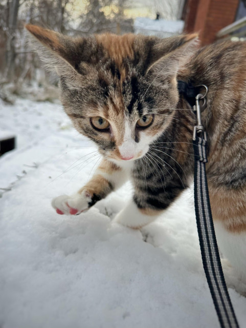 En sköldpaddsfärgad kattunge i snö