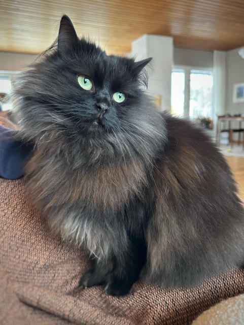 En svart långhårig katt sitter i en soffa och ser änglalik ut. Hon tittar till höger ut ur bild med gulgröna ögon.