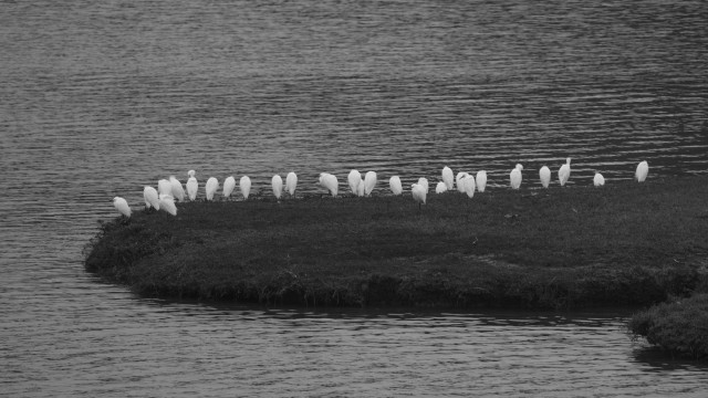 27 snowy egrets line the edge of a bank, their backs towards the camera. Their stark whiteness punctuates the greyness of the day and the water around them