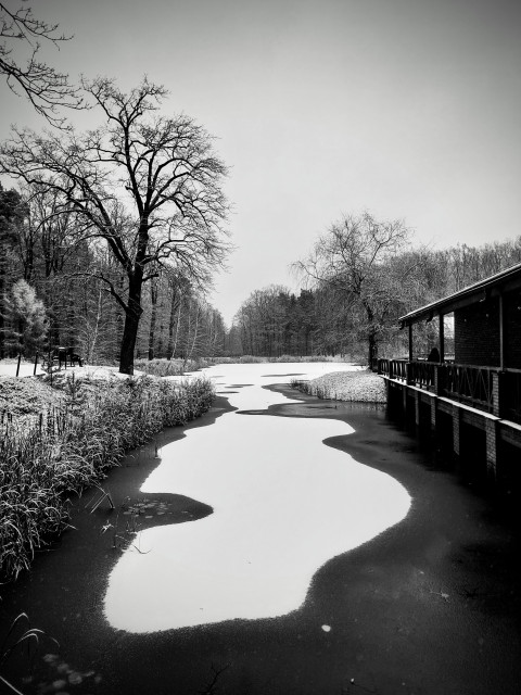 cover of snow on slightly iced lake, to the right parts of house. to the left single tree at shore. view going over lake into woods
