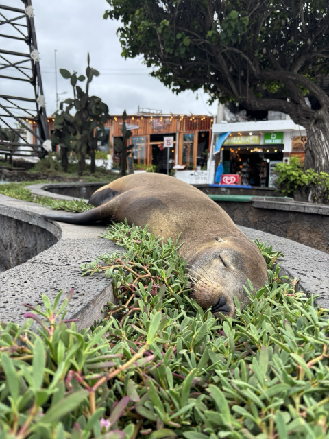 A sea lion dozes lazily in a park on a bed of plants.  It looks veeeeery comfy.  Its nose BEGS to be booped.