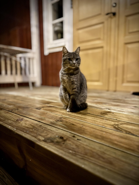 Gråspräcklig katt står på farstukvist och håller upp ena framtassen och verkar ogilla vädret. 