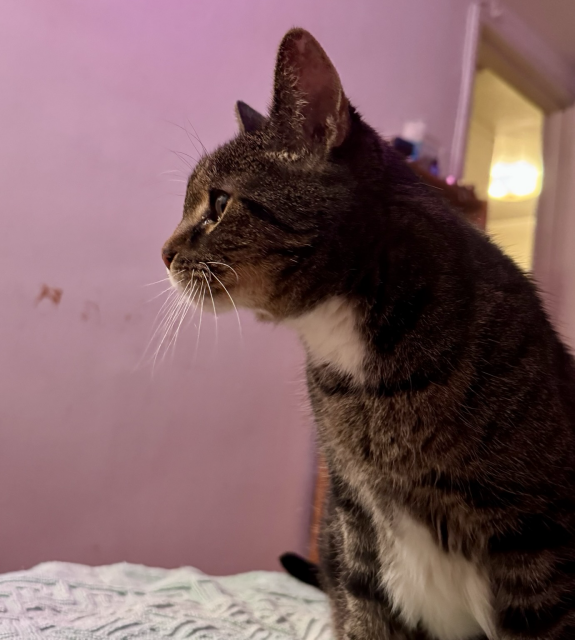 Pica the tabby cat in dramatic profile. 