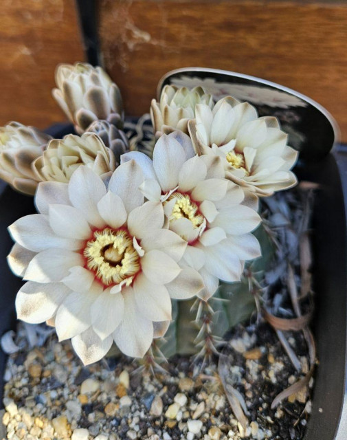 White flowers with a red and yellow ring in the middle. Three are prominent, quite a few more behind, semi closed. The main body of the cactus the flowers are growing out of is just barely visible below.