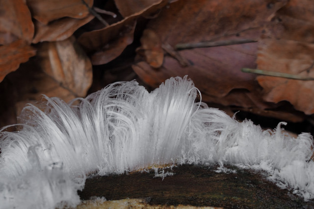 Auf dem Bild ist Haareis zu sehen – ein seltenes Naturphänomen. Feine, weiße Eiskristalle wachsen dabei wie dünne, seidige Haare aus einem morschen Stück Holz. Die Eishaare sind sehr zart, wirken fast wie Wattefäden oder feine Fasern und stehen dicht nebeneinander. Sie haben eine leicht gebogene, fließende Form, als würden sie vom Wind bewegt, obwohl sie festgefroren sind.
Im Hintergrund liegen braune, trockene Blätter am Waldboden, die leicht unscharf dargestellt sind und dem hellen Eis einen warmen Kontrast geben. Das Haareis füllt den unteren Bildbereich und wirkt fast wie ein weißer, flauschiger Rand auf dem Holz.