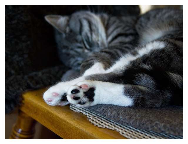 En liggande bild på katten Sonja som ligger på en brun köksstol och sover. Fokus ligger på baktassarna som är vända mot kameran. Trampdynorna är svarta och rosa.