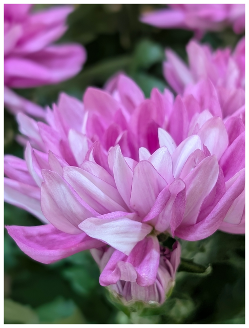 Close-up of vibrant pink and white chrysanthemum flowers in bloom. The petals are layered and pointed, with soft gradients of color. The background is blurred green foliage