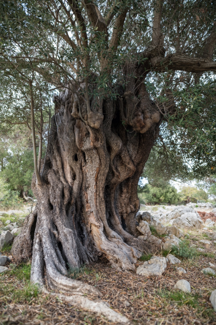 HR Island Pag, Village Lun; "as many as" olive tree tells a story in the Olivegarden #VinkoP