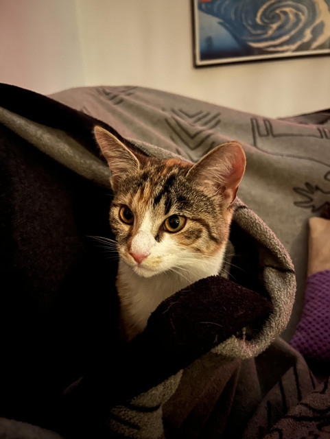 Nala, sköldpaddsfärgad kattunge tittar sött fram från under pläden.