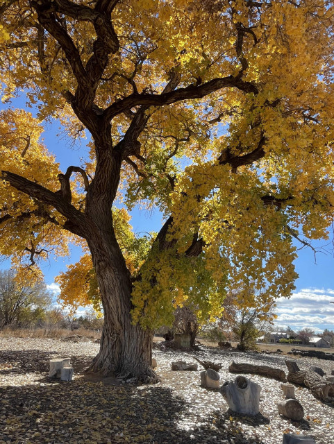 large cottonwood in vibrant yellow and orange colors with many dark curving branches visible. It is in a mostly open space with leaf litter and dirt on the ground under and around it. There are also several large tree rounds and logs scattered around it so people can sit down if they want. Blue sky with a bit of cloud in the background as well as open space, other trees and some farm and or residential buildings