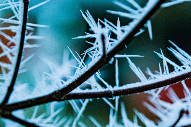 Zweige mit Eis-Stacheln