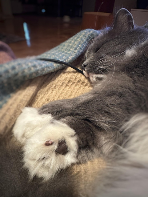 Katten Finn ligger på sidan på en filt med de vita framtassarna halvt utsträckta framför kroppen. Han har grå kropp och mörkgrå trampdynor.