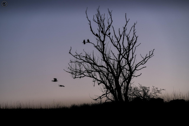 Silhouette of bar tree with crows resting on branches