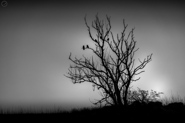 Silhouette of bar tree with crows resting on branches