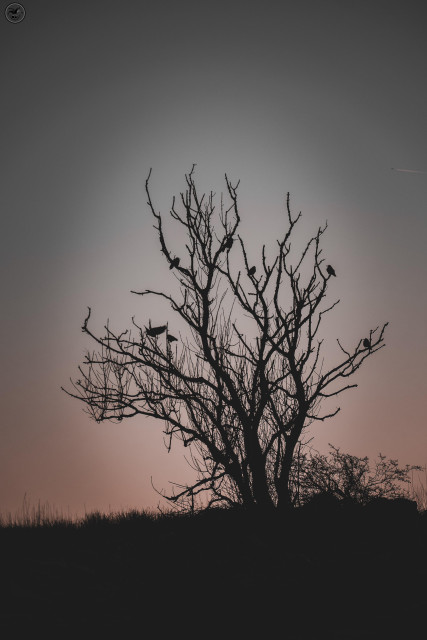 Silhouette of bar tree with crows resting on branches
