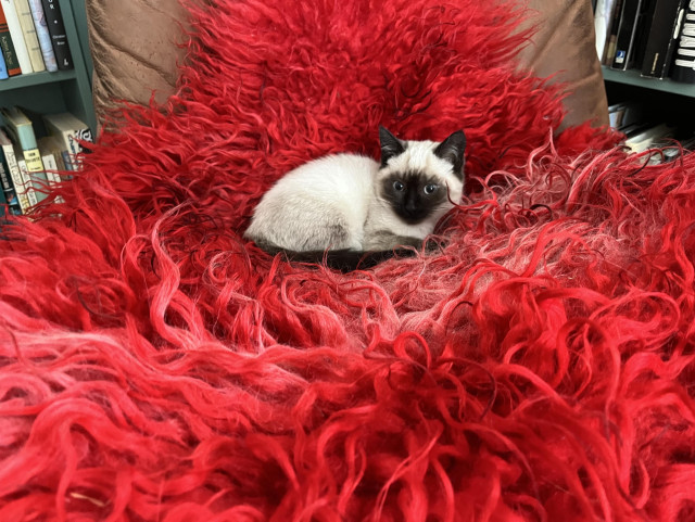 A small Siamese kitten is lying on a fluffy, bright red rug. The background features shelves with books and other items.