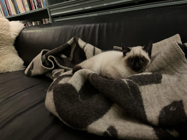 A small Siamese cat is lying on a dark leather couch, resting on a brown and gray patterned blanket. In the background, there is a bookshelf filled with books.