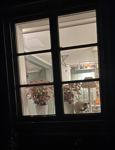A view through a window into a cozy interior featuring potted plants and a cat. The soft glow of lamps illuminates the room, which includes various decorative items.