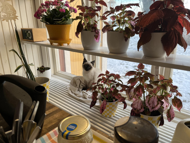 A cozy indoor scene featuring a windowsill adorned with various potted plants, including a colorful yellow pot with flowers and several smaller plants in white pots. A cat sits on a towel in the foreground, with a kettle and jars visible on a wooden surface