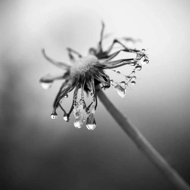 Löwenzahn, nur wenige Restschirmchen, die mit Tröpfchen geschmückt sind. Nahaufnahme, ragt schräg ins Bild.