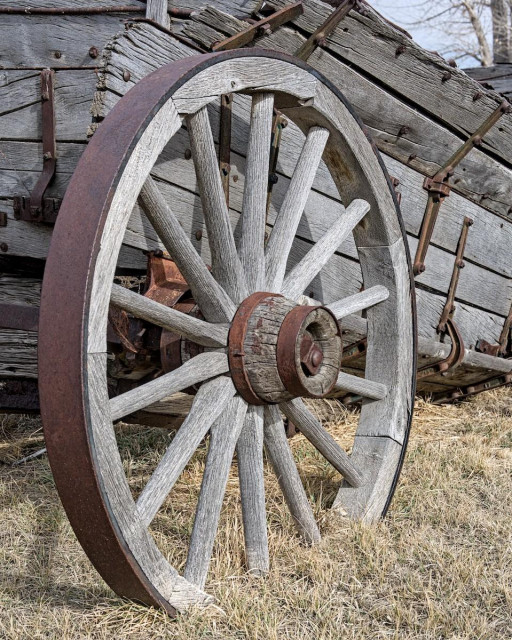 A color portrait photo of a weathered wooden wagon wheel. The hub of the wheel is on the right and the wagon is behind on the left. The is in very good shape, but the wood is weathered to a beautiful light gray. A rusty iron tire protect the outside of the wheel. The hub is held together with two rusty iron bands. The wagon behind the wheel is mostly hidden. The wheel fills the frame. But the wagon wood is the same gray as the wood of the wheel. The wheel sits of short dry grass.