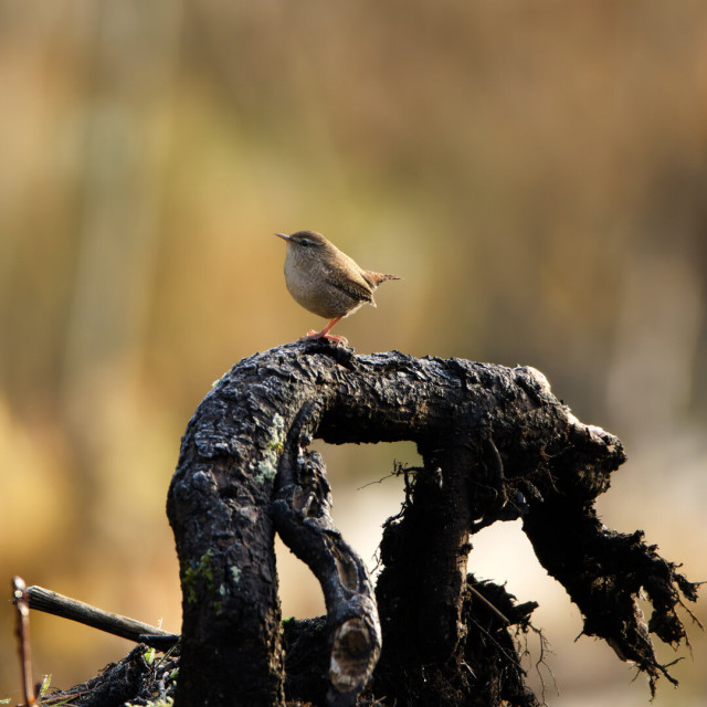 A eurasian wren on a root stump