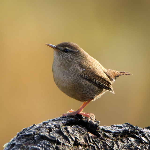 Closer view on the bird