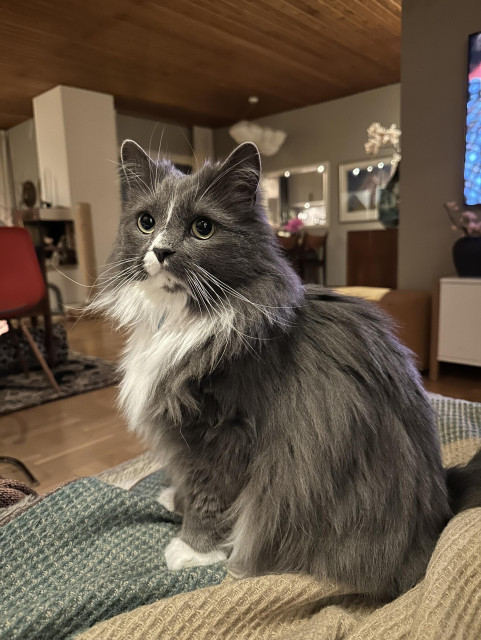 En vacker grå och vit långhårig katt med stiliga långa vita morrhår sitter på en filt i en soffa och tittar mot kameran. I bakgrunden ett vardagsrum.