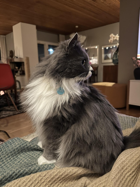 En vacker grå och vit långhårig katt sitter på en filt i en soffa och tittar snett till höger ur bild så man ser hans profil. I bakgrunden ett vardagsrum.