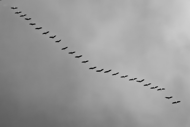 Das Bild zeigt eine Reihe von Vögeln, die in einer perfekten Formation am Himmel fliegen. Es handelt sich um eine Schwarz-Weiß-Aufnahme.