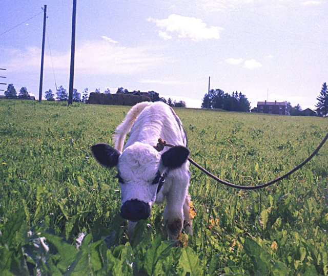En tjurkalv står med huvudet nedböjt på en gräsmatta. Den är vit med svart nos och svarta öron och har ett koppel om halsen. Vid horisonten syns några hus och enstaka träd. 