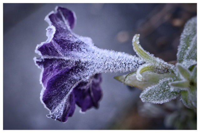 This image features a close-up of a purple petunia flower delicately covered in frost. The frost creates a fine, crystalline layer over the petals and the green stem, giving the flower a sparkling, wintry appearance. The petals are slightly curled and show intricate patterns of veins, while the frost highlights the texture and detail of the flower. The background is softly blurred, drawing focus to the frosted petunia and its natural beauty amidst the cold.
