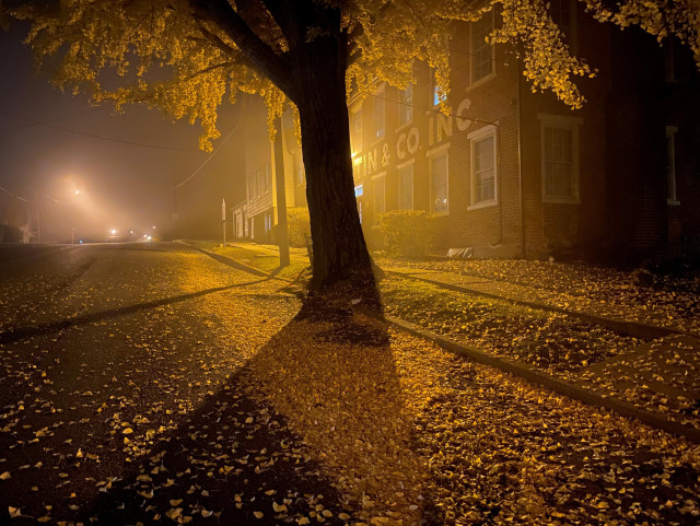 The trunk and bottom branches of a Ginkgo tree, sporting it's signature autumn yellow leaves stands along the inside curb of a street, illuminated by the light of a lamp attached to an old brick  building behind it. Many of it's leaves have already fallen and lay strewn about the ground below. In the distance, light emanating from street lamps cuts through fog. 