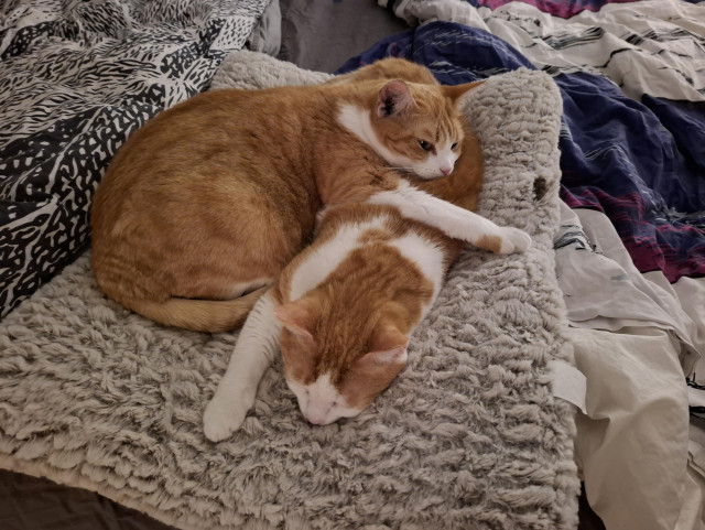 Two orange cats, one lying on top of the other. Their front legs are pointing in different directions, making them seem a bit disorganised. 