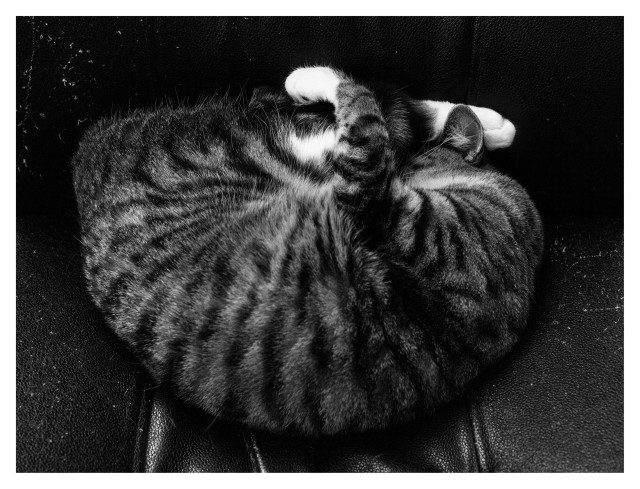 En liggande svartvit bild på en ihoprullad katt i en svart fåtölj. Hon är randig med vita tassar.