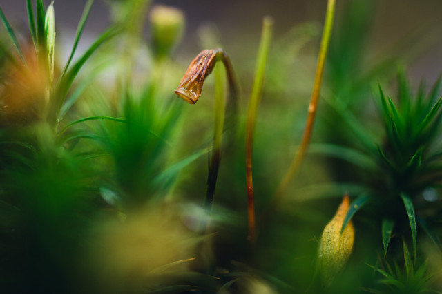 A Macro photograph of a patch of green spiky moss, most likely haircap moss. In the center of the photo is a brown sporophyte, resembling a wrinkled cylinder. The surrounding moss weaves in and out of focus, giving it a half dreamy appearance. The exposure in the photo is quite bright.