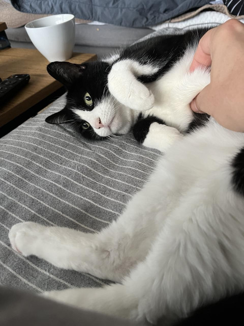 Mira lässt sich den Bauch streicheln 