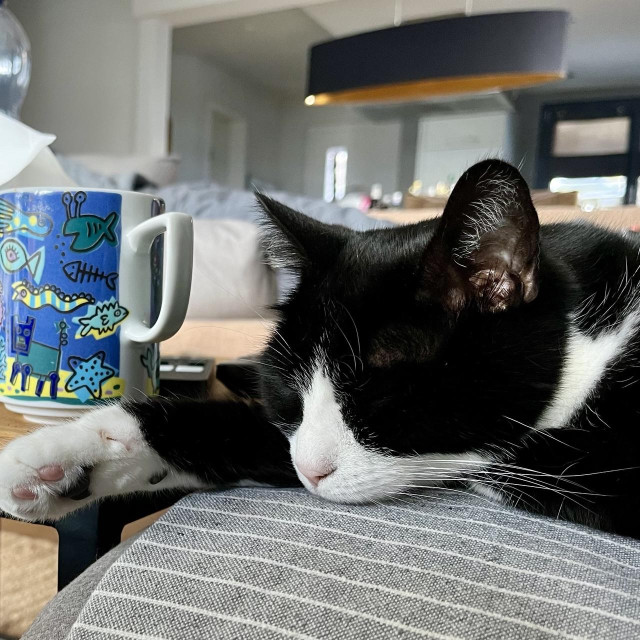 Mira pennt vor der leeren Kaffeetasse 