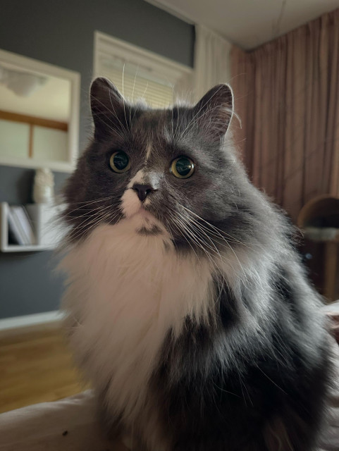 En grå och vit långhårig katt sitter nära kameran och tittar mot den med en samtidigt bedjande och uppfodrade blick.