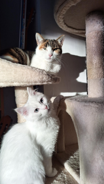 Two cats, lazy-eyed, in  sunbeam
